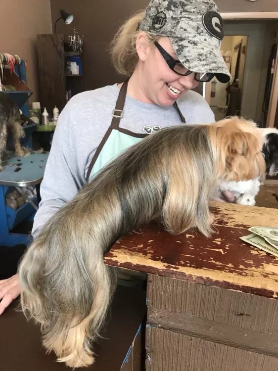 Michele's All Breed Grooming, Alabama, Mableton
